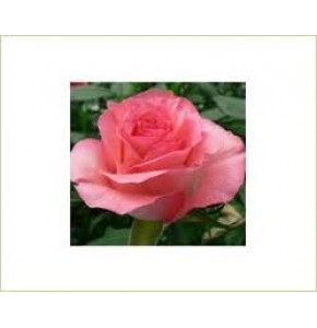 ΤΡΙΑΝΤΑΦΥΛΛΟ ΡΟΖ 50εκ. ROSEN  ECUADOR DECORA 50cm